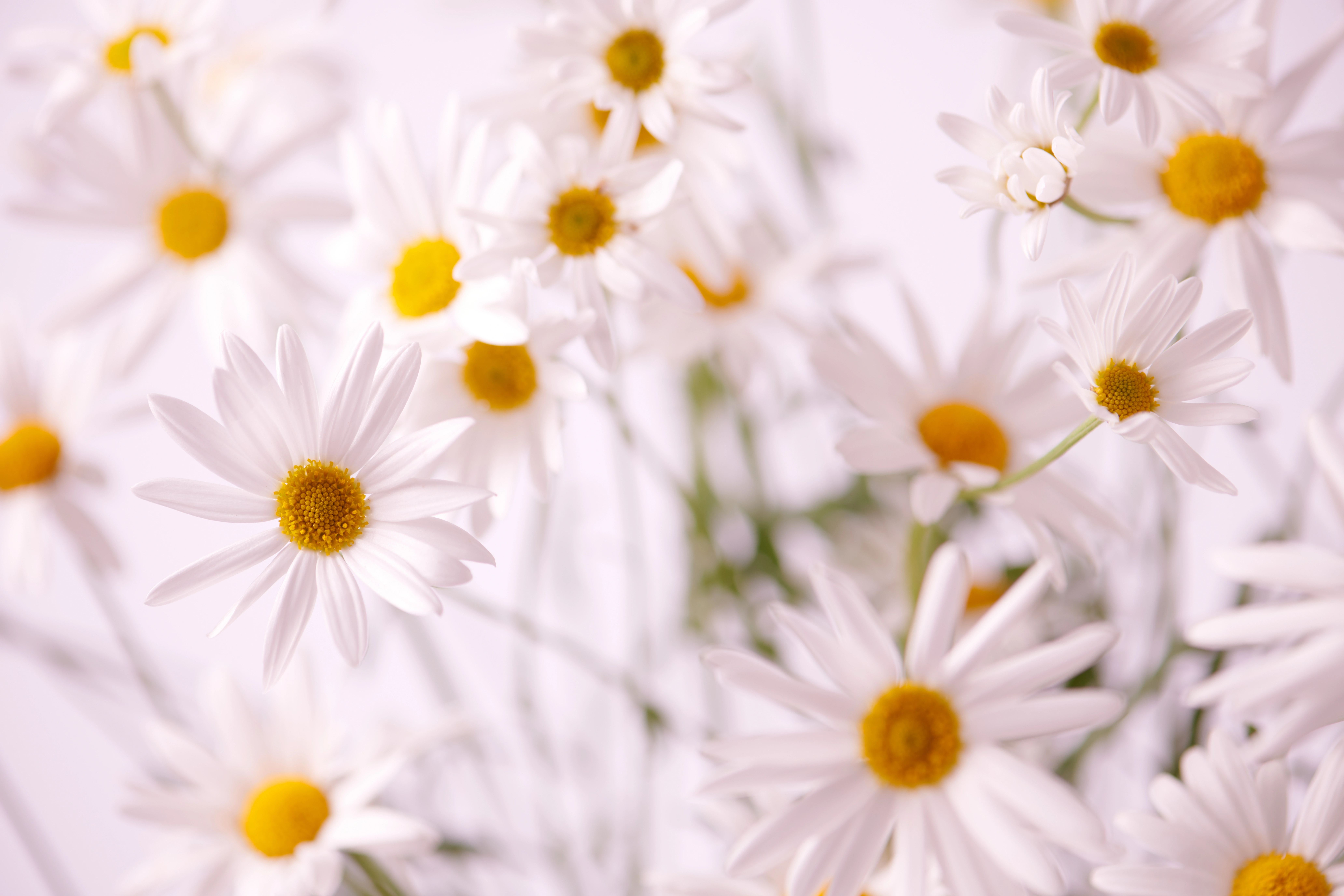 JinaPark FlowerStudio