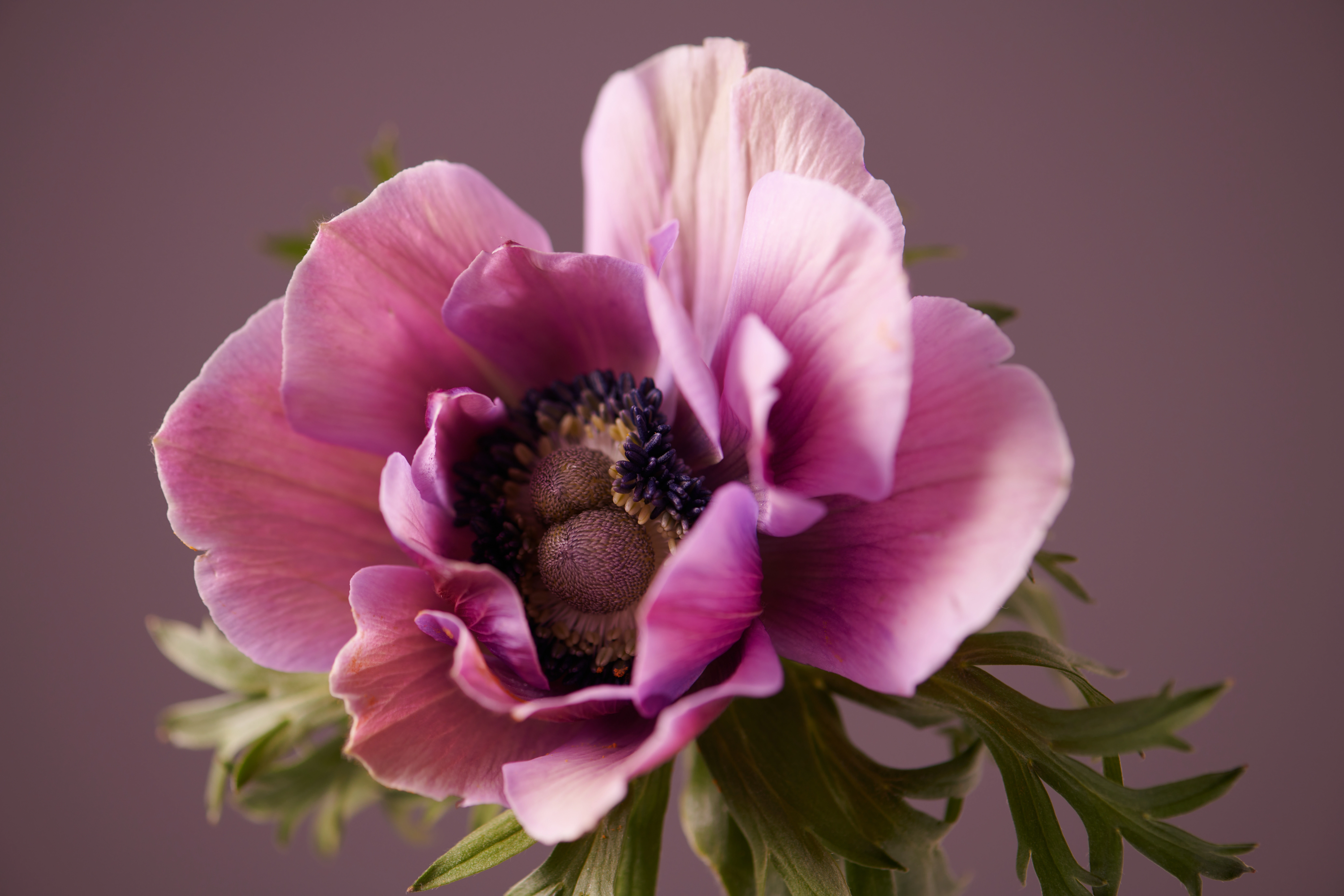JinaPark FlowerStudio