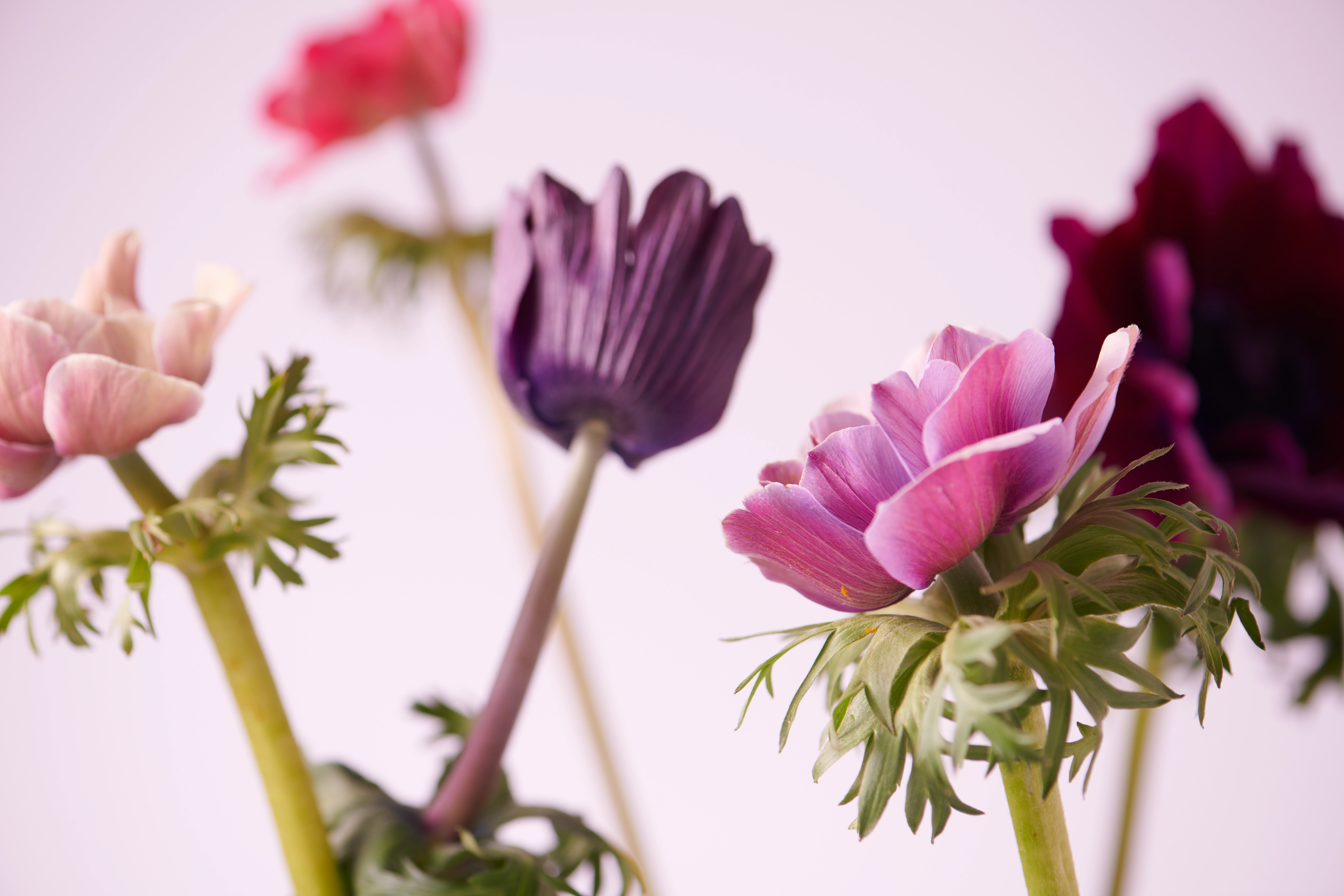 JinaPark FlowerStudio