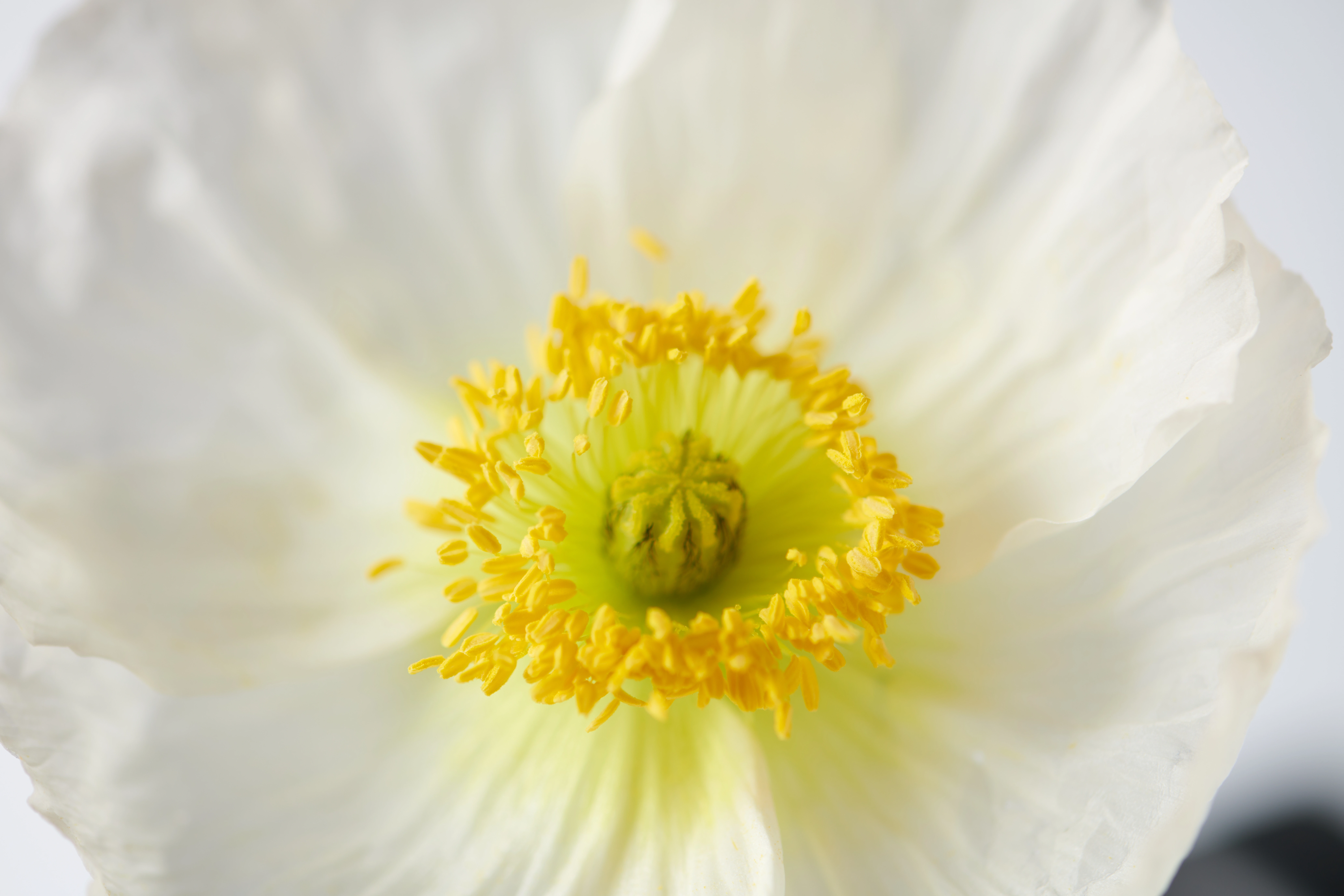 JinaPark FlowerStudio