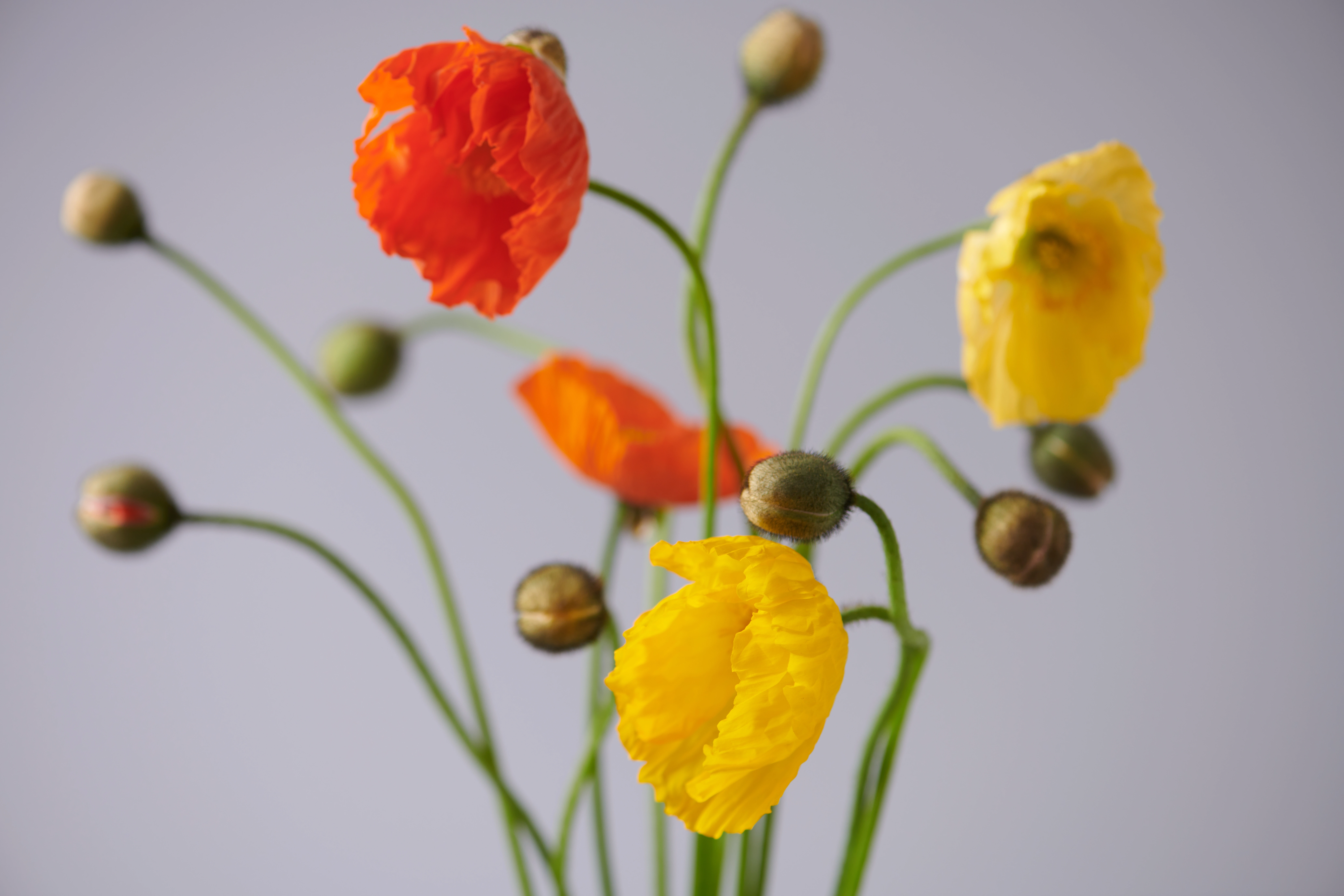 JinaPark FlowerStudio