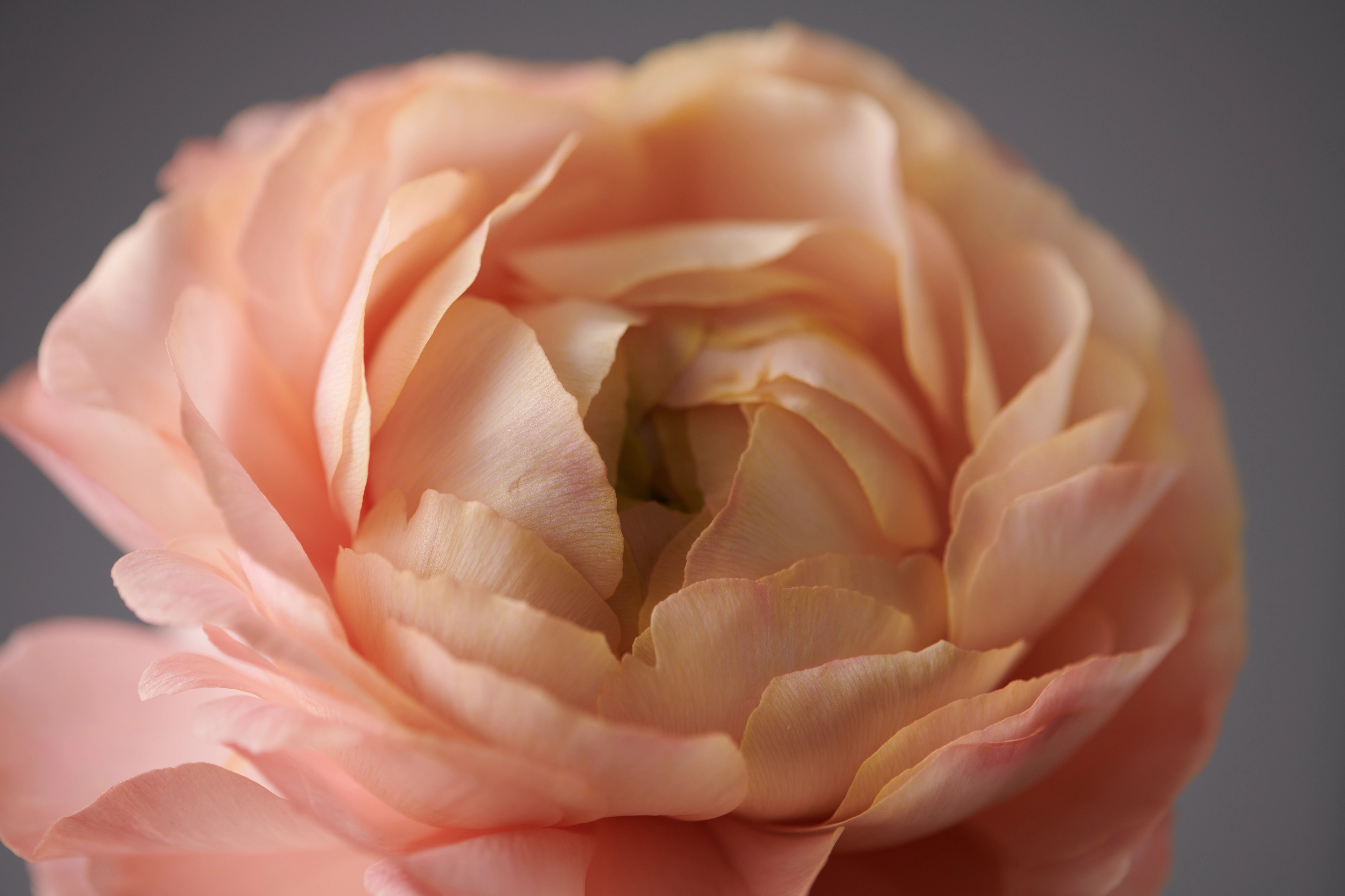 JinaPark FlowerStudio